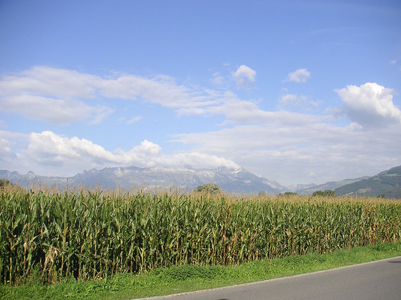 ogm